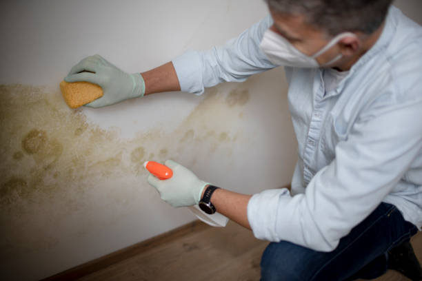 Mold Testing and Removal in Sanborn, IA
