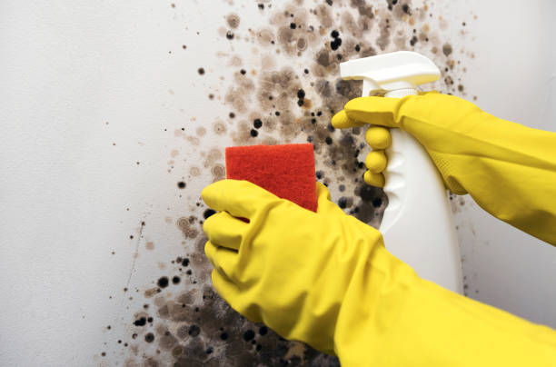 Best Professional Mold Removal  in Sanborn, IA
