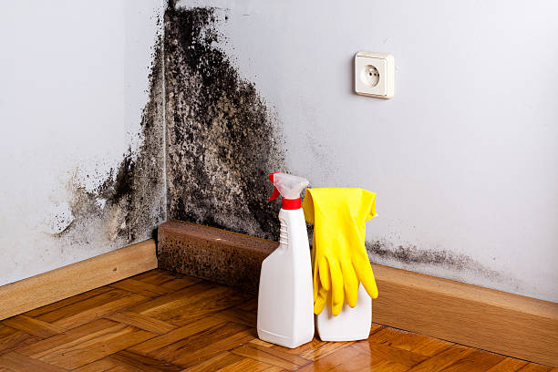 Best Commercial Mold Removal  in Sanborn, IA