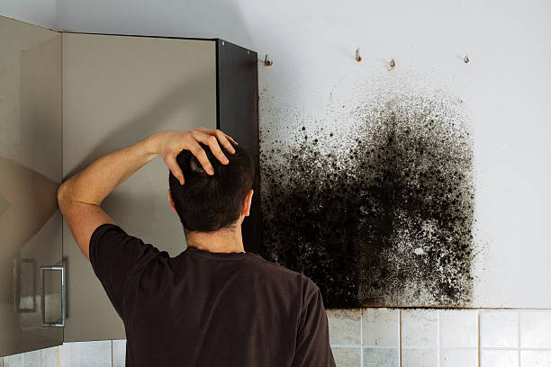 Best Fast Mold Removal  in Sanborn, IA