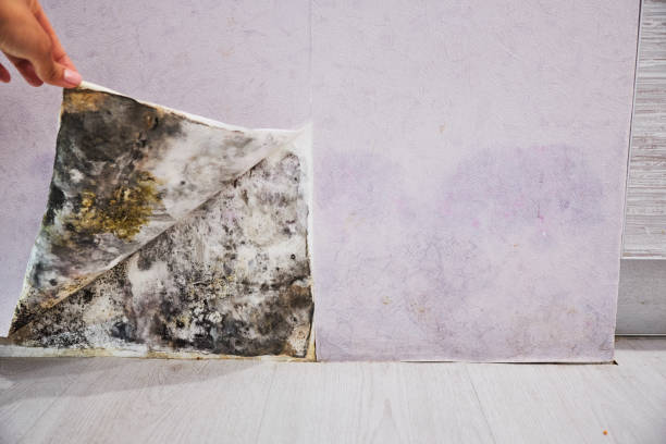 Best Toxic Mold Removal  in Sanborn, IA
